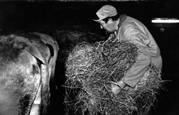 Aubrac