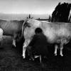 bu06